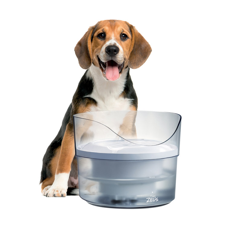 Dog water best sale dish fountain